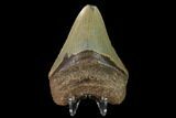 Fossil Megalodon Tooth - North Carolina #147775-2